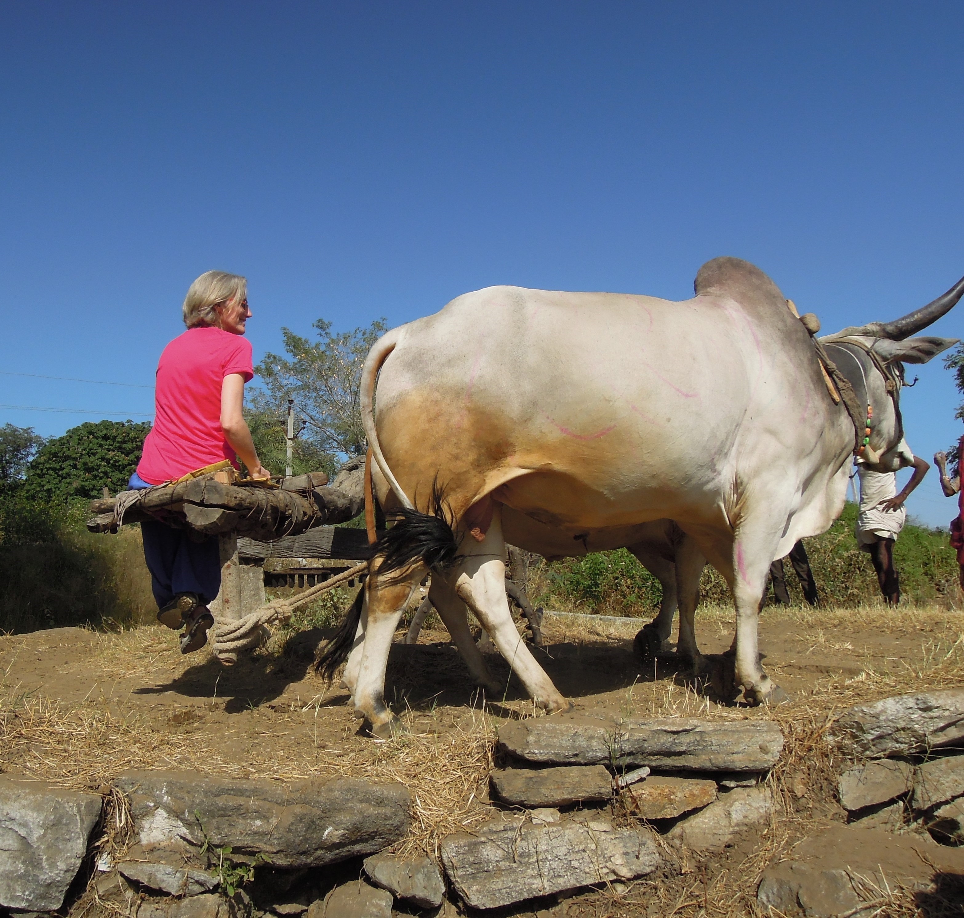 Celine irrigue le champ avec les boeufs en inde