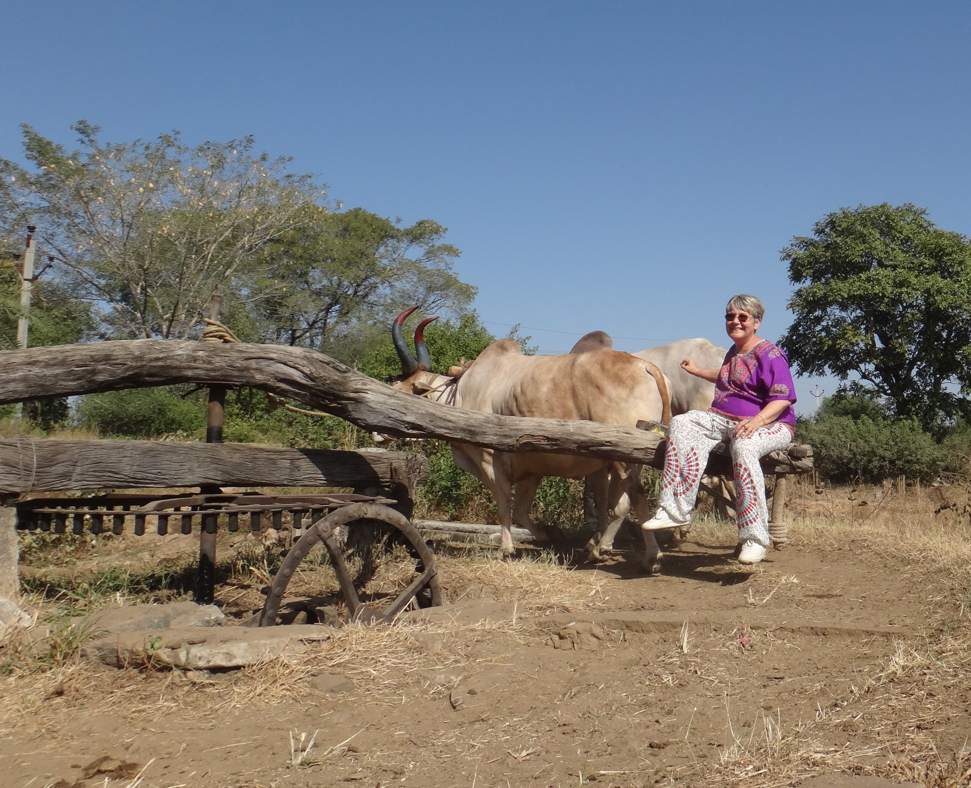 Irrigation avec les boeufs et michele en inde