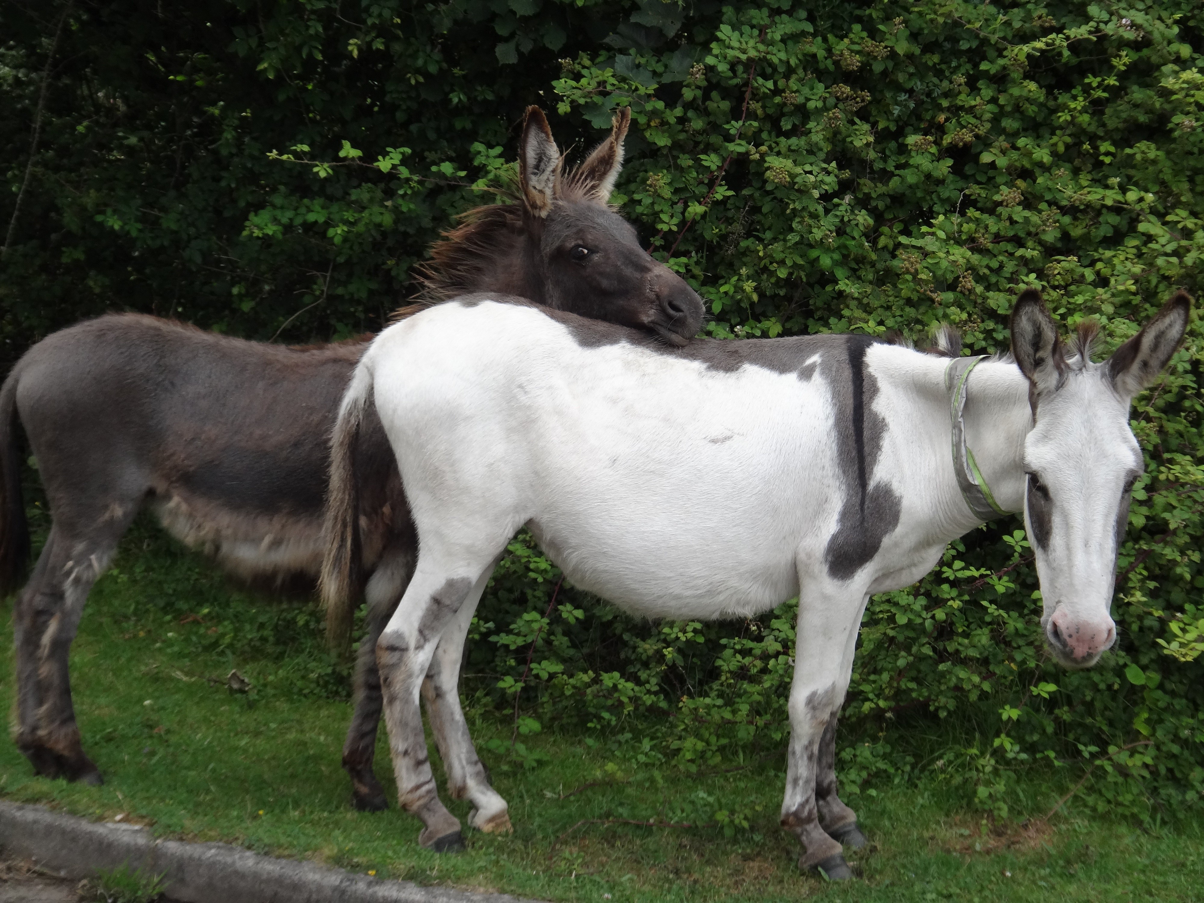 Magnifique rencontre avec deux anes sauvages dans la new forest angleterre 