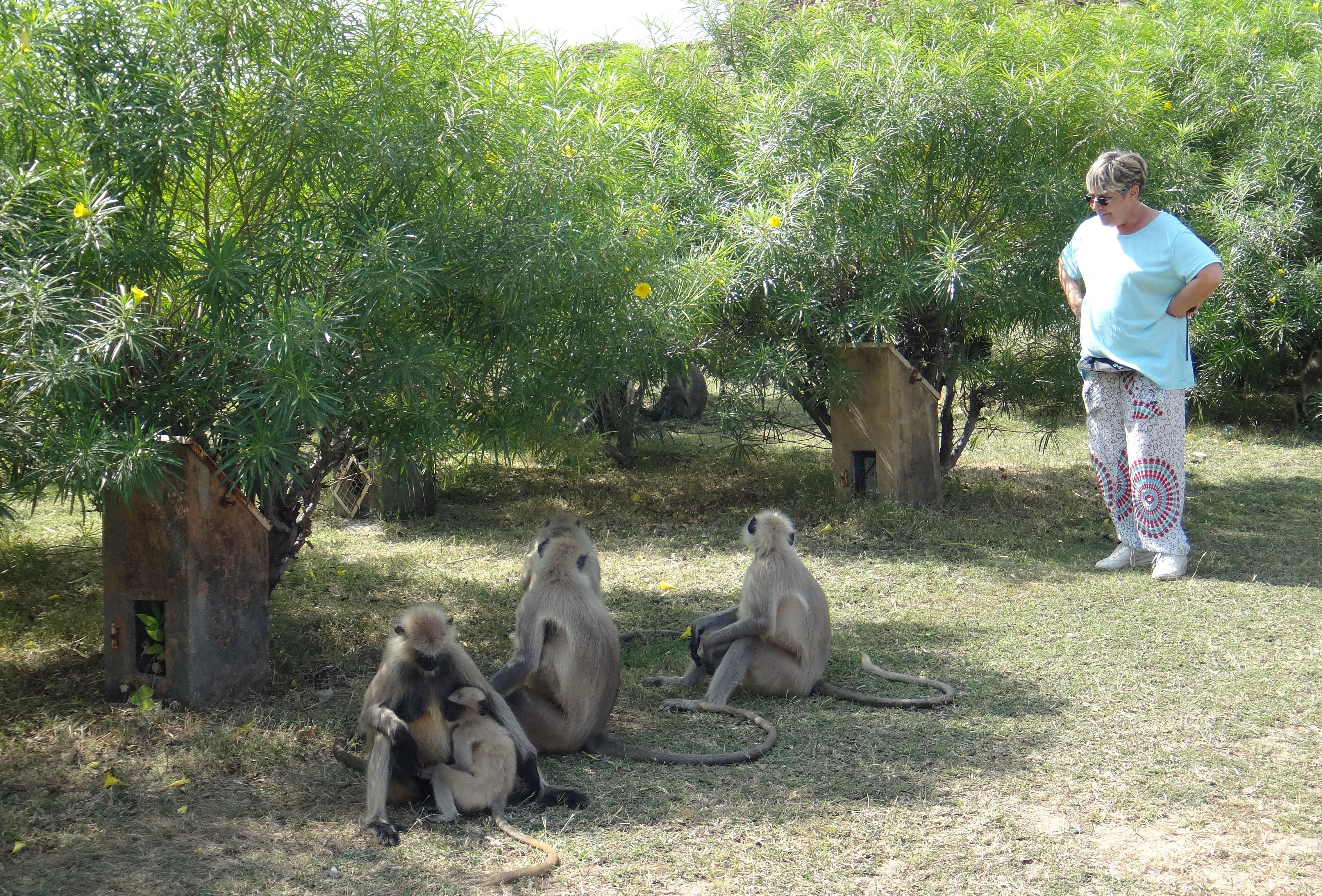 Michele et un groupe de singes en inde
