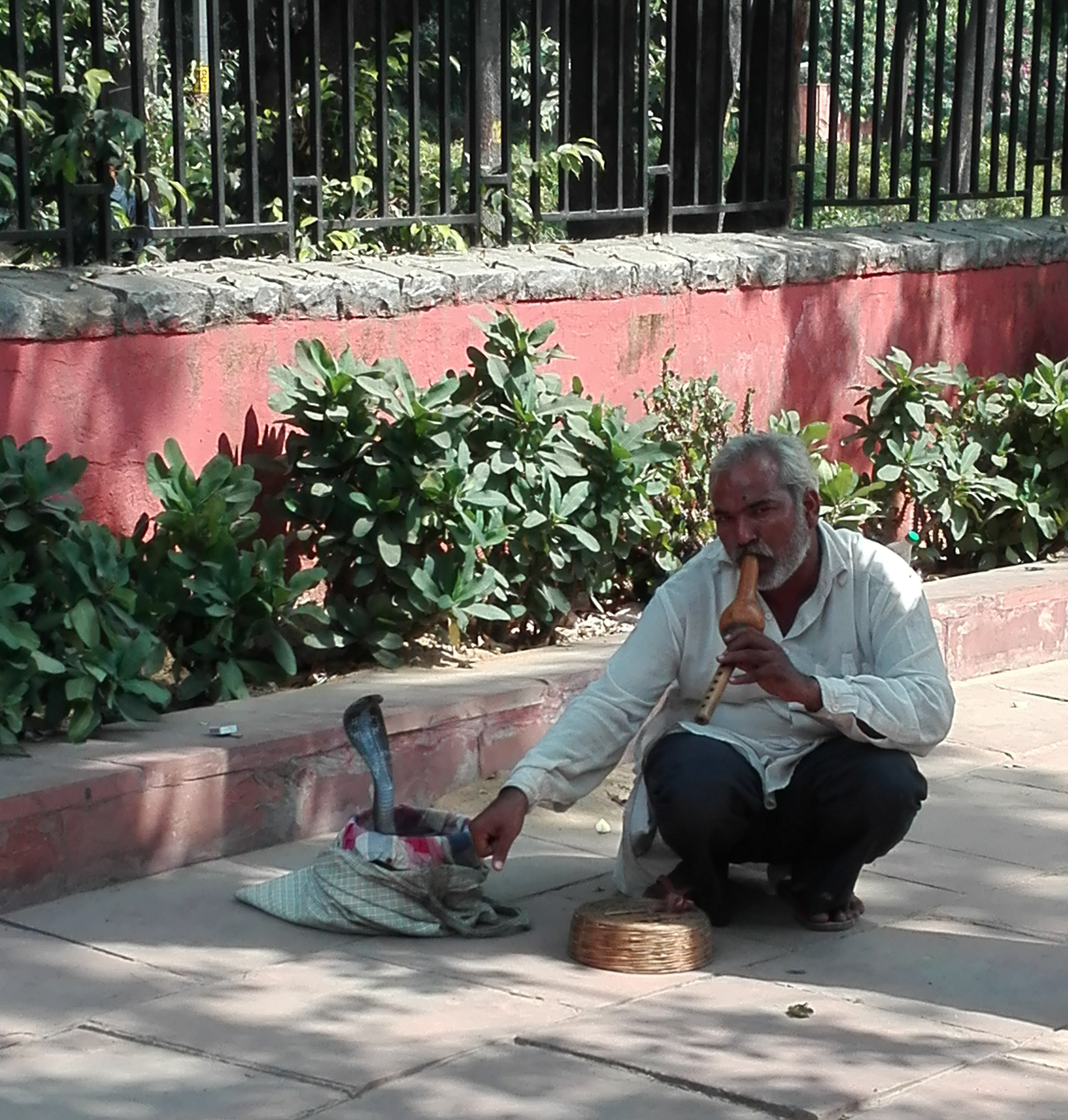Rencontre avec un charmeur de serpents a delhi