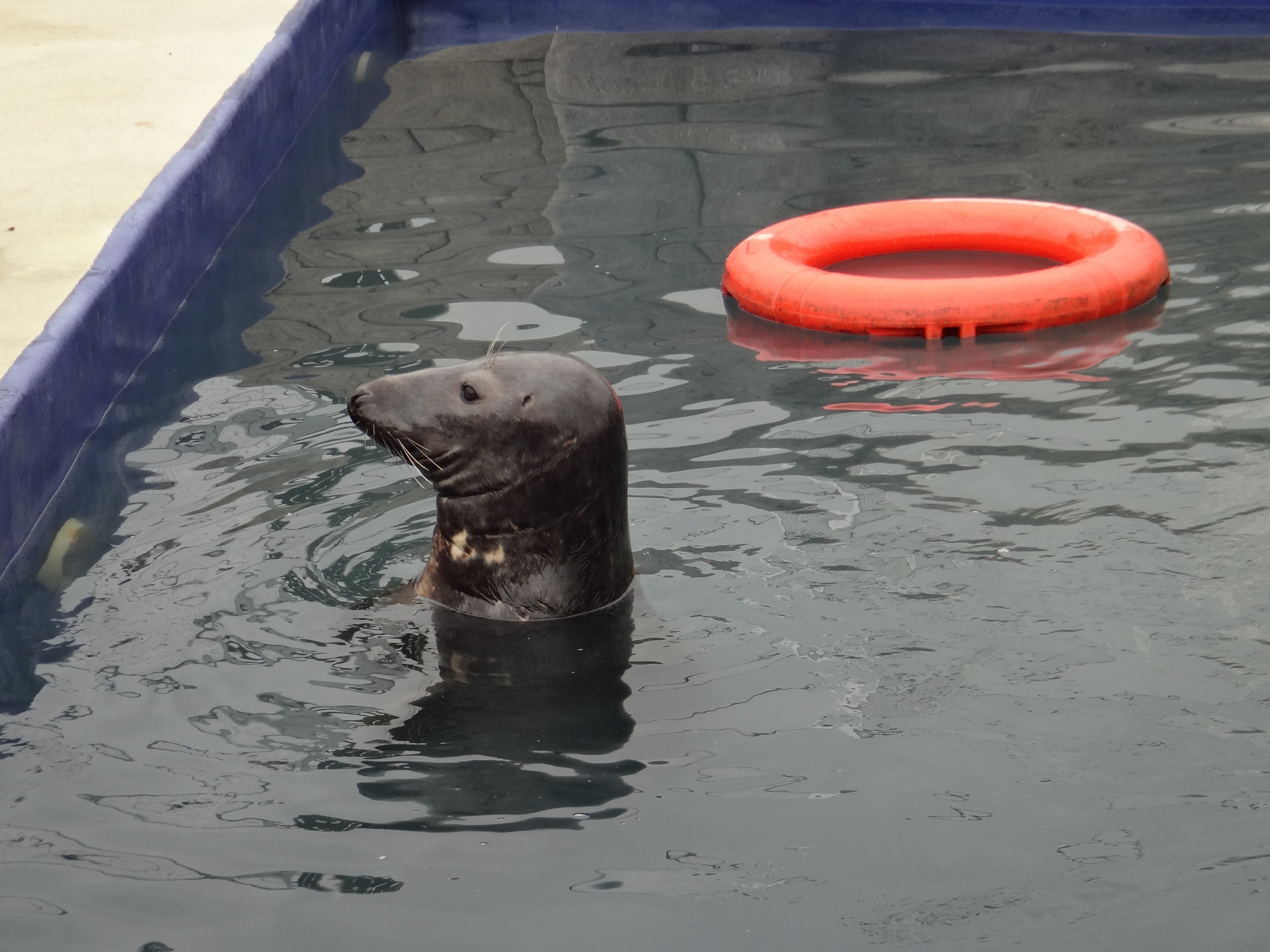 Sanctuaire pour otaries en angleterre juillet 2017 