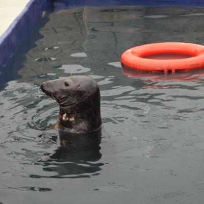Sanctuaire pour otaries en angleterre juillet 2017 