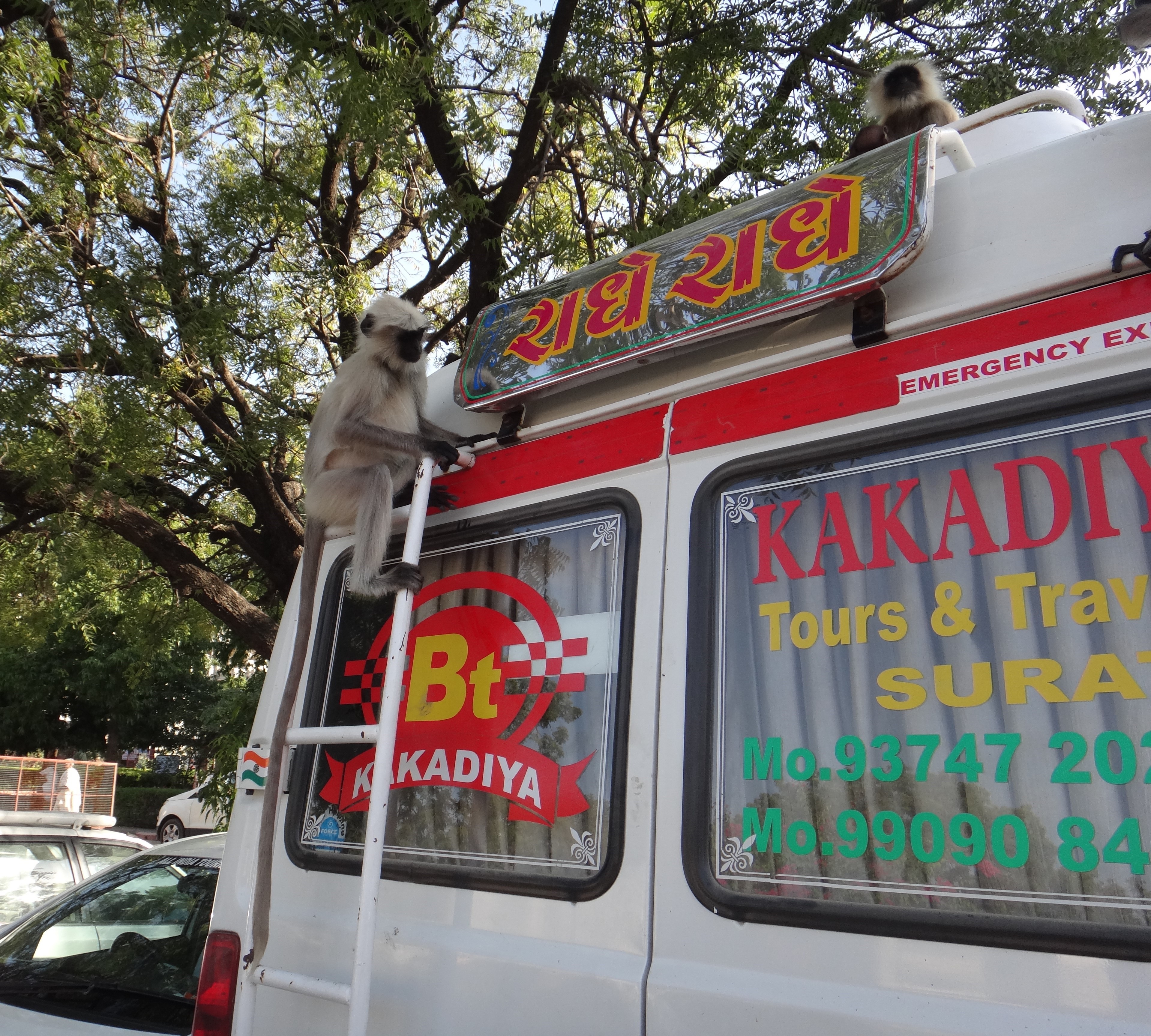Singe visitant les bagages d'un groupe de touristes en Inde