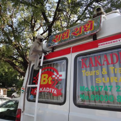Singe visitant les bagages en inde
