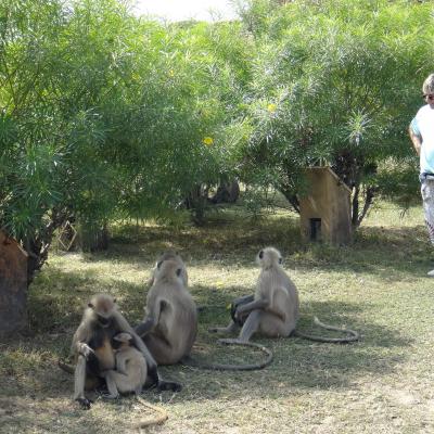 Michèle et un groupe de singes en Inde