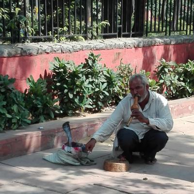 Rencontre avec un charmeur de serpents à Delhi (Inde)
